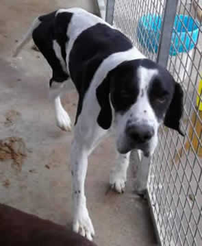 Able looking for a home